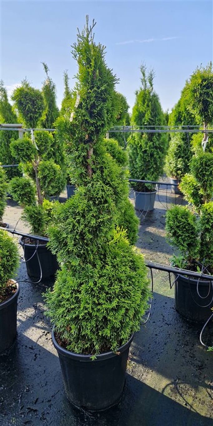 Thuja occ. 'Smaragd' - 100-120 CM Spiral Cont.